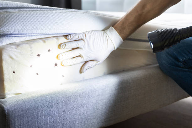 Best Pest Prevention Services  in New Baden, IL