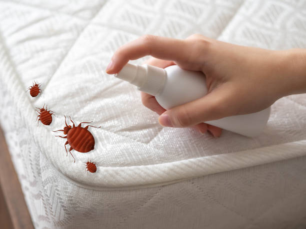 Best Wasp Removal Services  in New Baden, IL