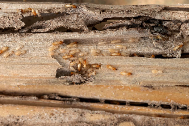 Best Local Pest Control Services  in New Baden, IL